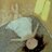 SVovkina's profile image