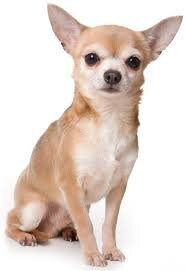 CHE BEL CANE