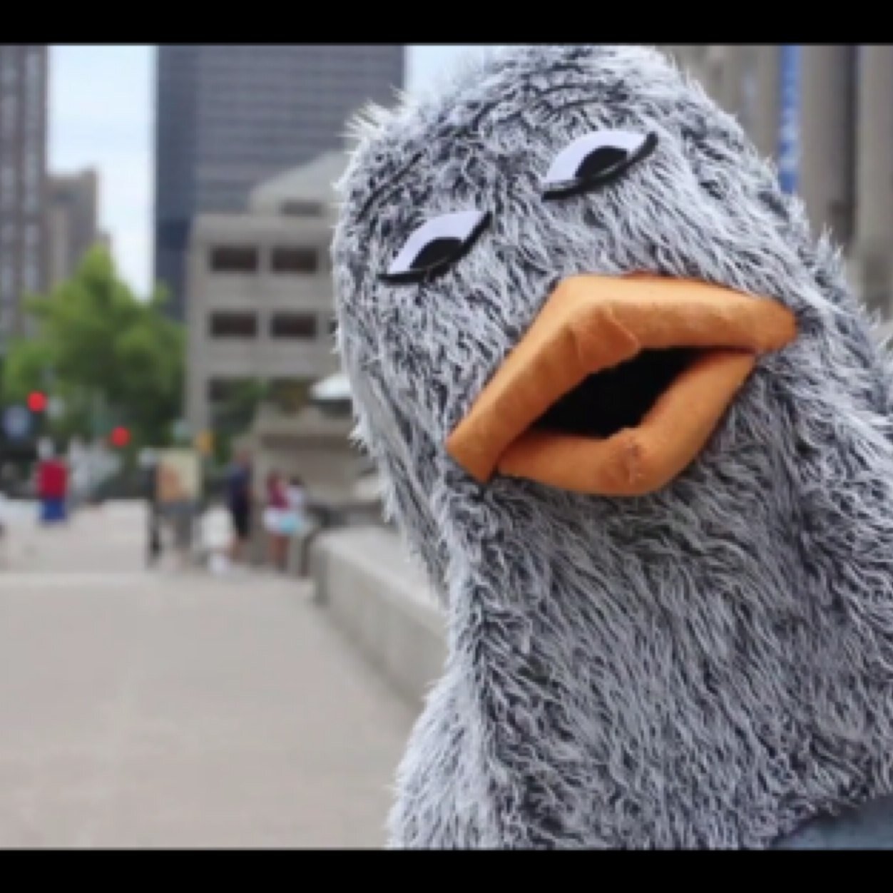 hank the hank the pigeon hanksavedmylife hank the hank the pigeon hanksavedmylife