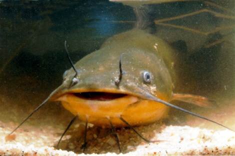 Un RT = une place VIP offerte au Mare Nostrum Aquarium de Montpellier pour voir Poissoncha le poisson chat !!