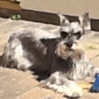 Alexandra Briceno (@abricenog) 's Twitter Profile