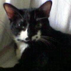 aiutiamo a cercare casa ai nostri amici cani e gatti mi trovate anche su facebook google+ e per info annamaria.marrese74@gmail.it