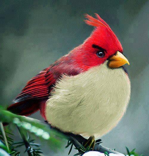 Wow_AngryBirds's profile picture. 