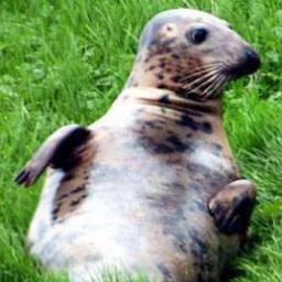 Please leave Keith alone to enjoy herself in the River Severn - sign the petition now! #savekeith #leavekeithalone