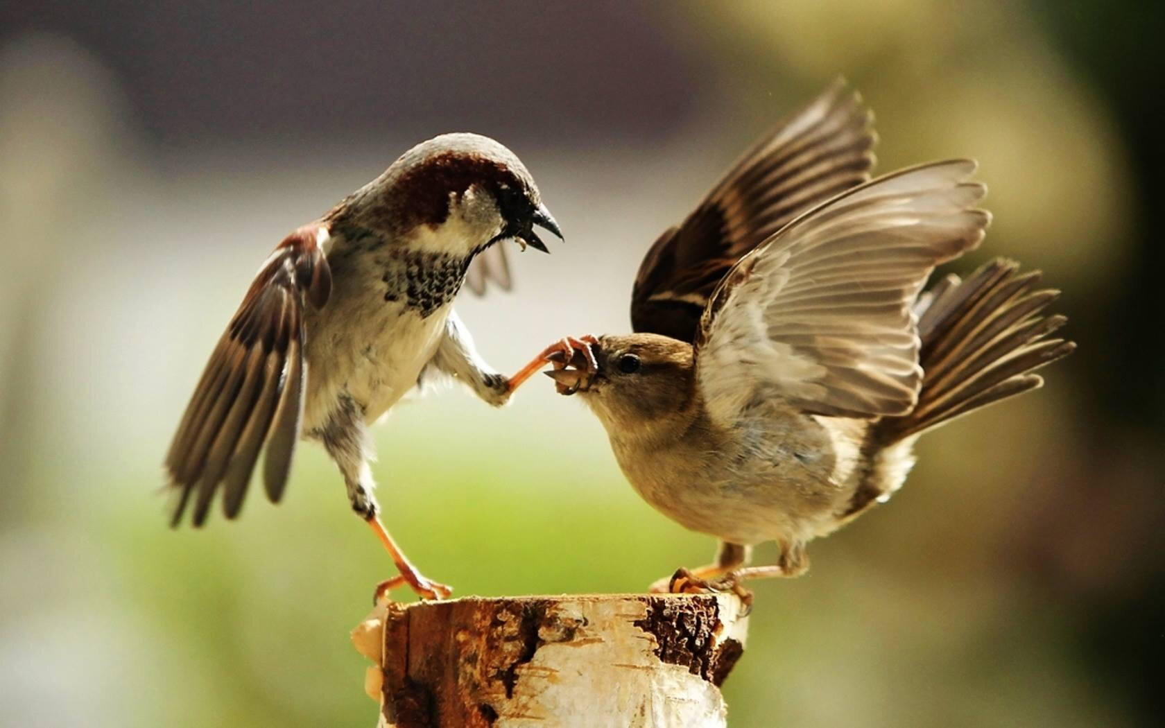 The Most Amazing Photos And Videos for you to follow in Twitter!