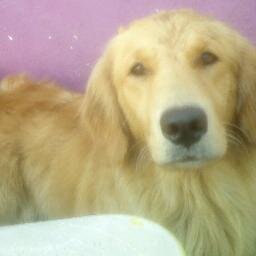 Modelo.