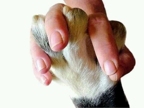 Per qualcuno sarà anche triste, ma arrivata a questo punto amo più gli animali ke gli umani. Odio il falso buonismo, sono schietta e sincera. NO dm.
