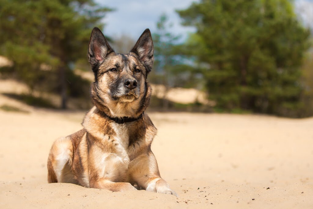 LOVE DOGS