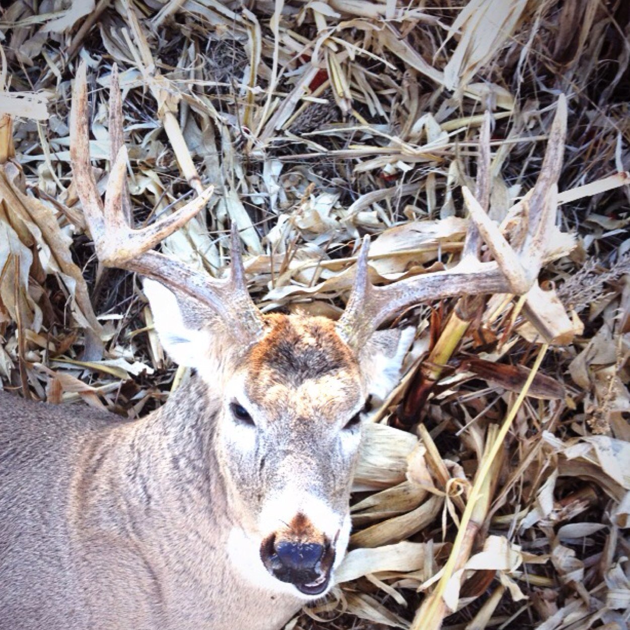 coxpreston's profile picture. SD Guy always whackin and stackin.