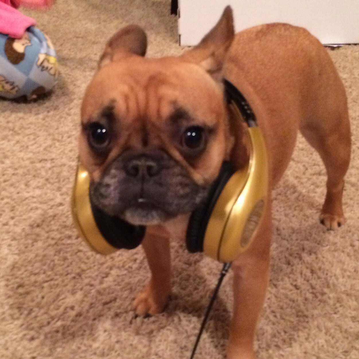 janabana2's profile picture. Eat. Sleep. Shop. Repeat. I watch a lot of shows movies. My opinions are mine and my dogs only.