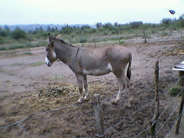 Lanus