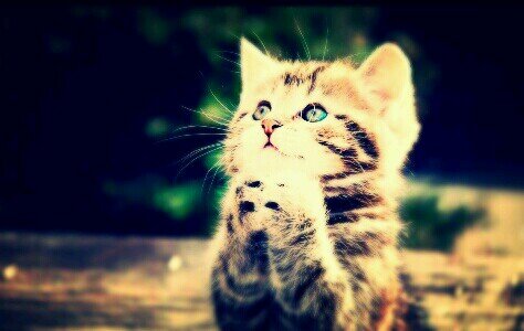 FxckDutch's profile picture. Leest en tweet daarna jouw gedachten ! | Proud to be Dutch ! | 14 years ! |