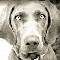 Walter (@walterweim) 's Twitter Profile