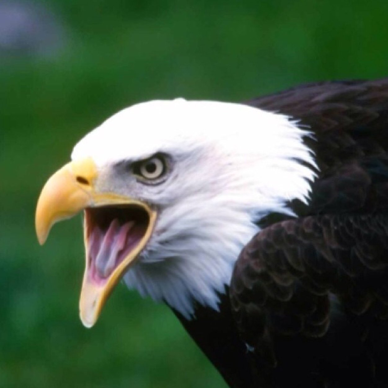 kseagleston's profile picture. 