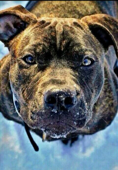 Capitan_Zumbao's profile picture. Estudiante de 2º bach,18 años,mentalidad de 5 .Alumno de la vida, maestro de la risa.