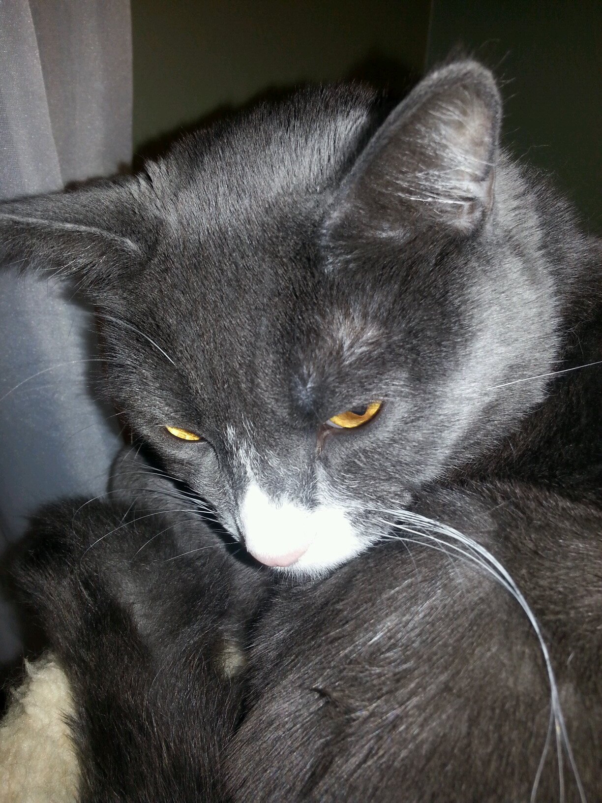 my birthday is May 30, 2012.I have a brother. 2 sisters. 3 humans.