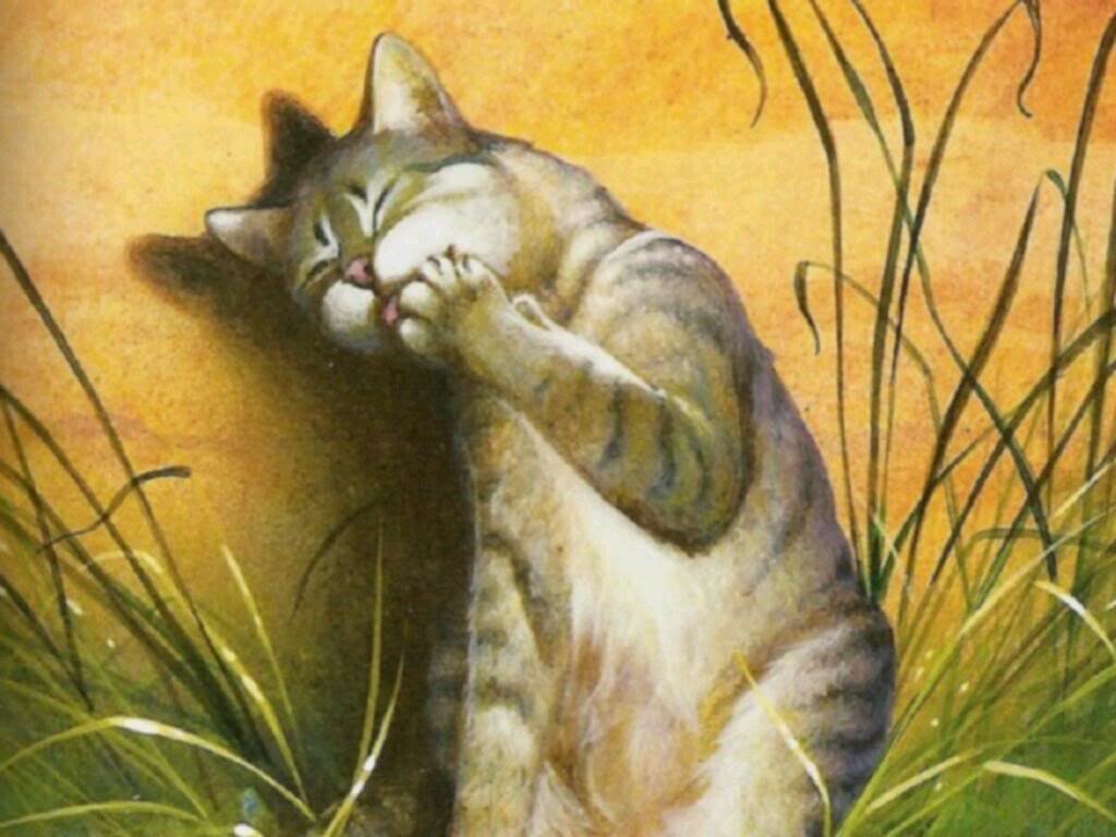 Im FeatherTail