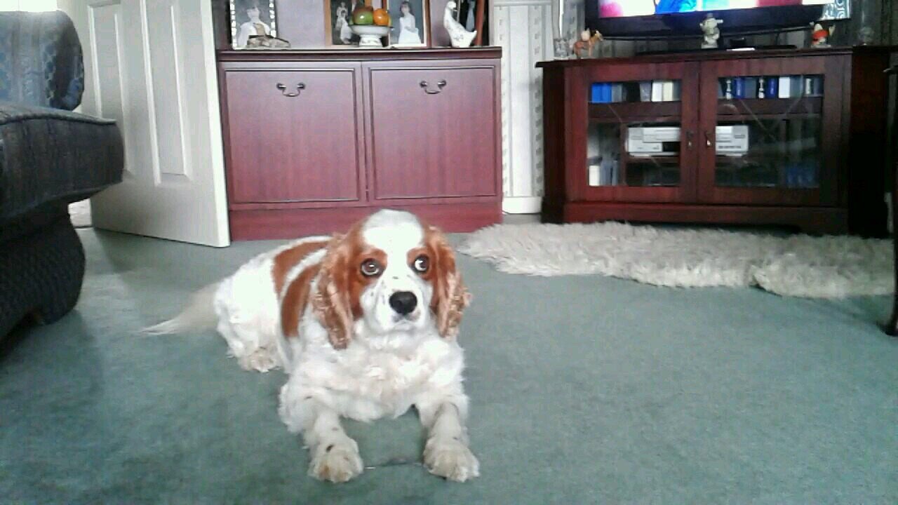 pipkath's profile picture. My fav motto is Its nice to be nice