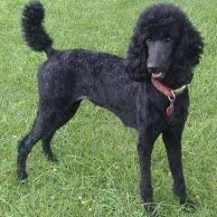 Cher2Cherlloy's profile picture. love, pop music ,look at me I Sing | I I love to sing  |I am  single