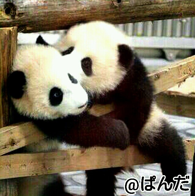 ▒  PANDA  ▒