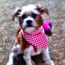 Laura Spinelli - @lovelylaura724 - Twitter