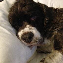 jodecol's profile picture. Media exec in comedy; producer, casting director, b'cast tv & digital comedy content development. Connecter, anti-sex trafficking ALC member and animal lover.