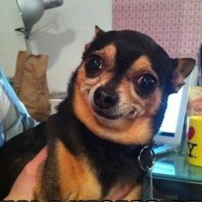 O Cachorro Sincero on Twitter: "Cadê os humanos lindos e ...