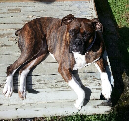 JZ00VSC's profile picture. Mariners, Seahawks, UW Huskies and Boxer dogs #Boxersrule   https://t.co/q6VC9ovPSX