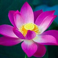 Kim Lee (@arctic5594) Twitter profile photo