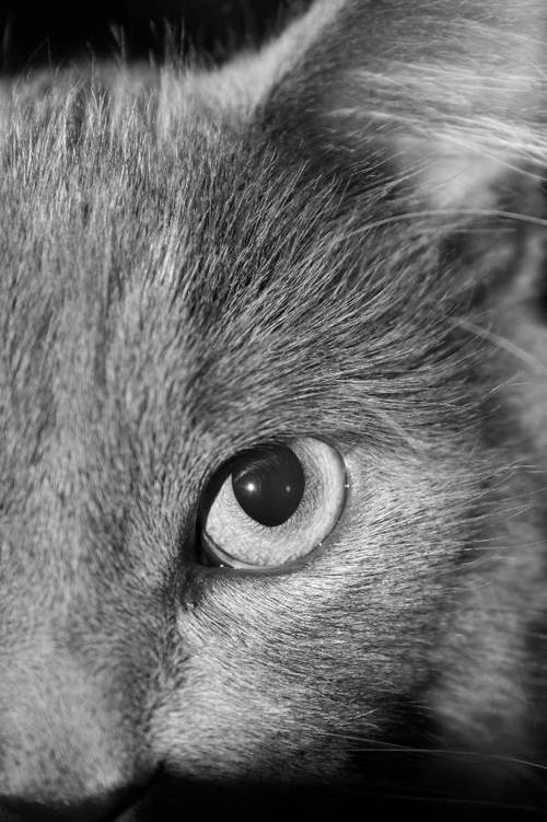 Southcentral WI's source for pet news, reviews, events and more.