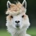 The Alpacalypse (@zealpacalypse) Twitter profile photo