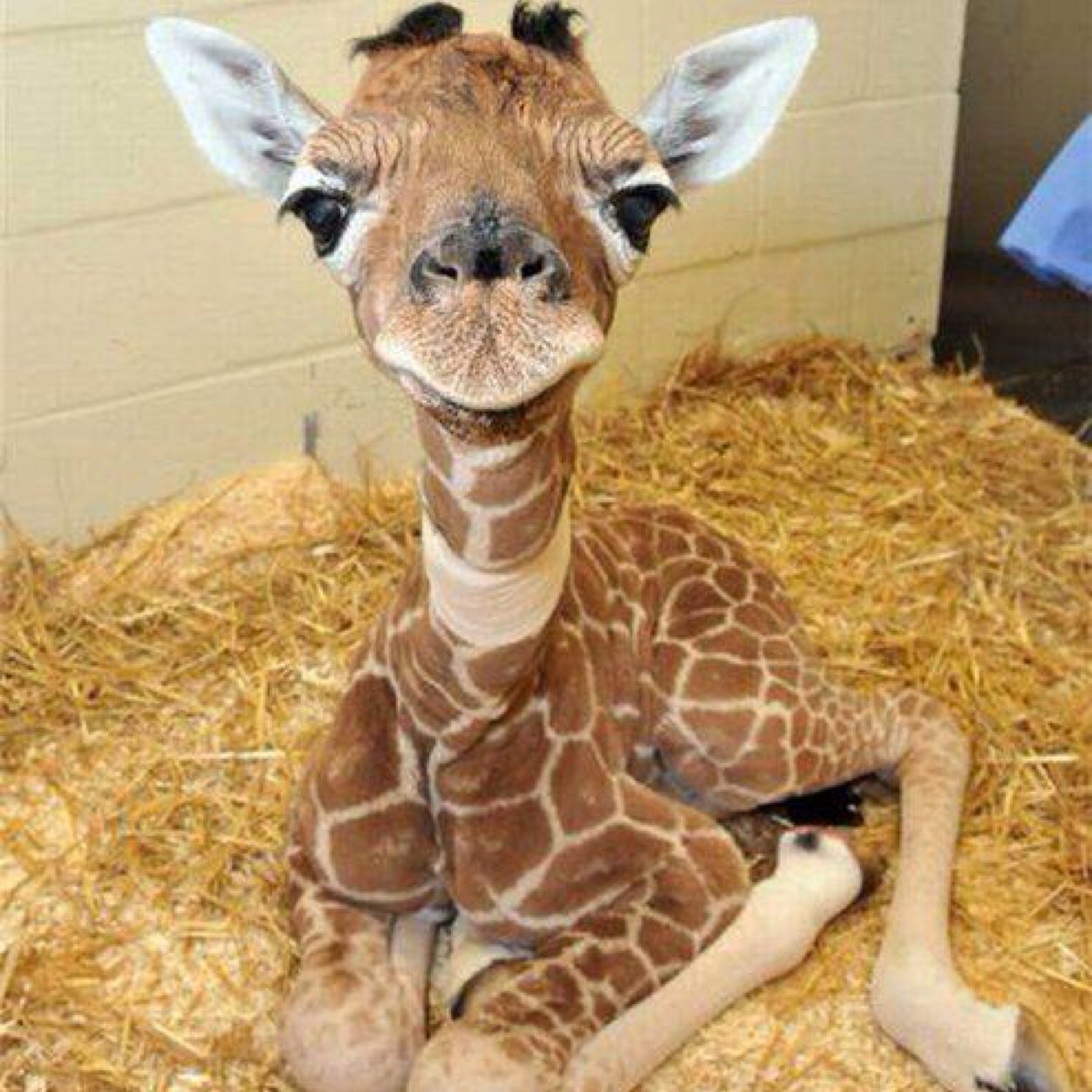 posigiraffe's profile picture. YOU'RE BEAUTIFUL AND SO AWESOME :+)