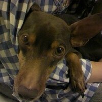 ぴん@暑いし寒い😌🎉💪🦁🐰/🐓🥴 (@l0vekatu) 's Twitter Profile Photo