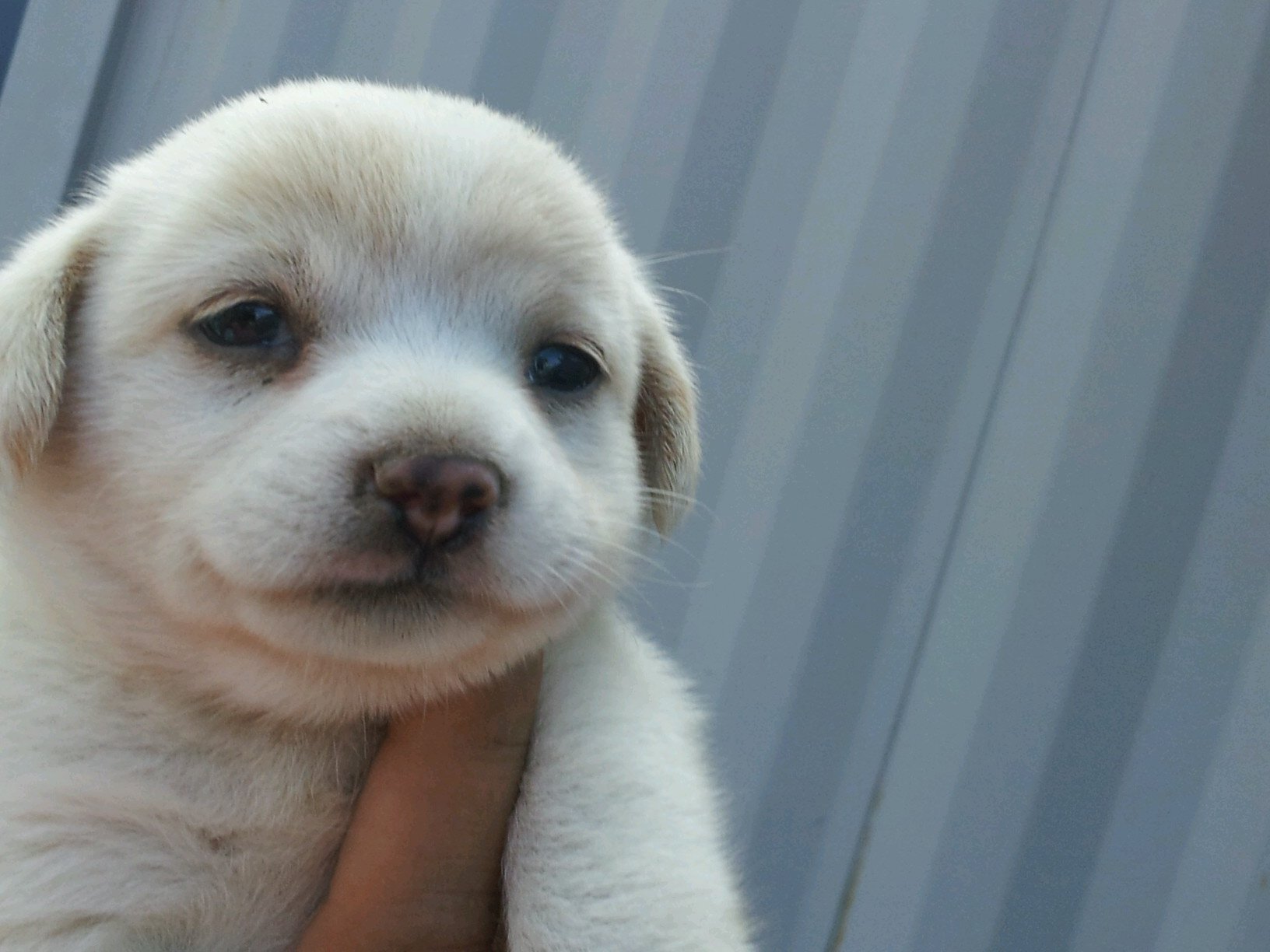 idz12180's profile picture. 그냥  길개가 잘따르는 남자