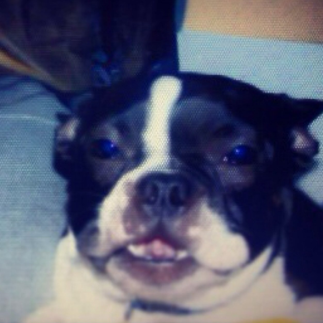 Milkbones. Dog Dayz. Chasin' my tail and birds. Licking faces. Partying. Sleeping.