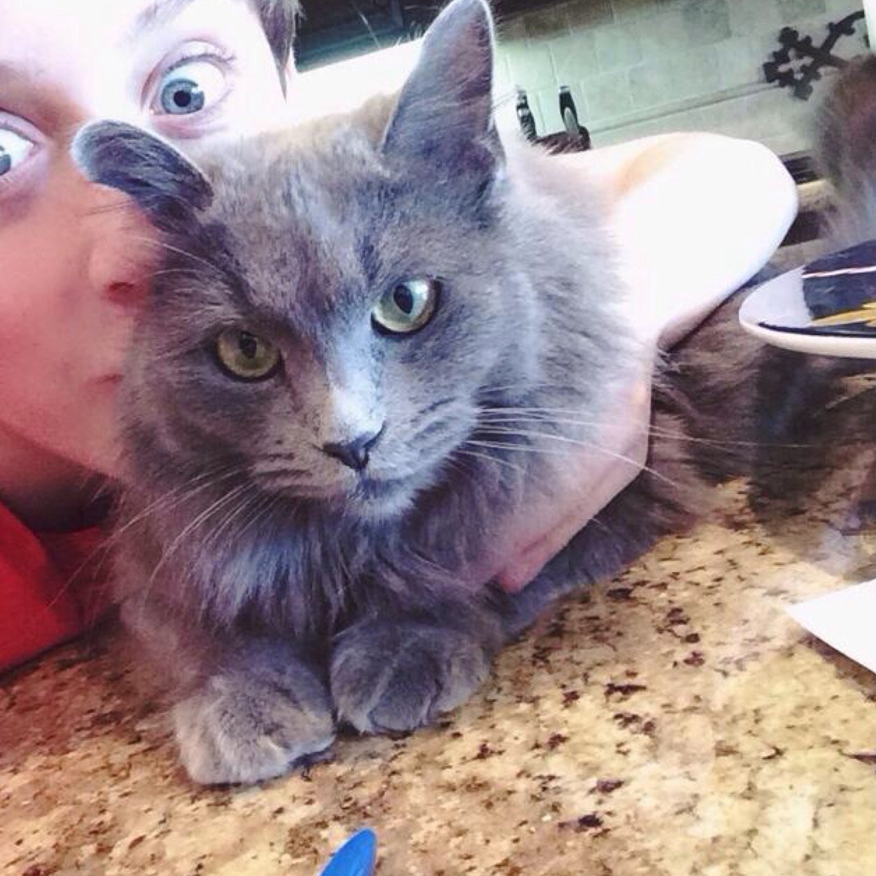 Trevors_pussy's profile picture. Meow bitches. Im queen Lily, the only pussy Trevor needs.