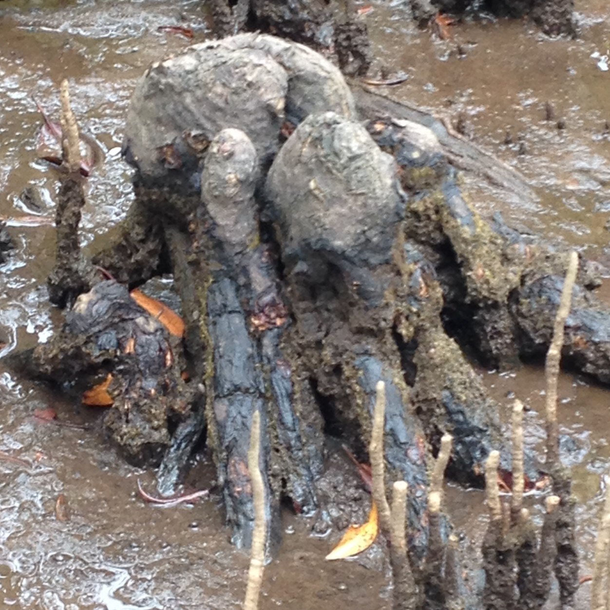 LeslieCRichards's profile picture. SAP HR consultant interested in tech, science and music.