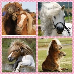 Alles over pony's