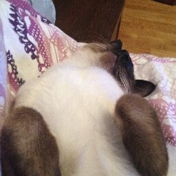 kor_nick's profile picture. Советы как касторка: давать нетрудно, принимать неприятно #следуй