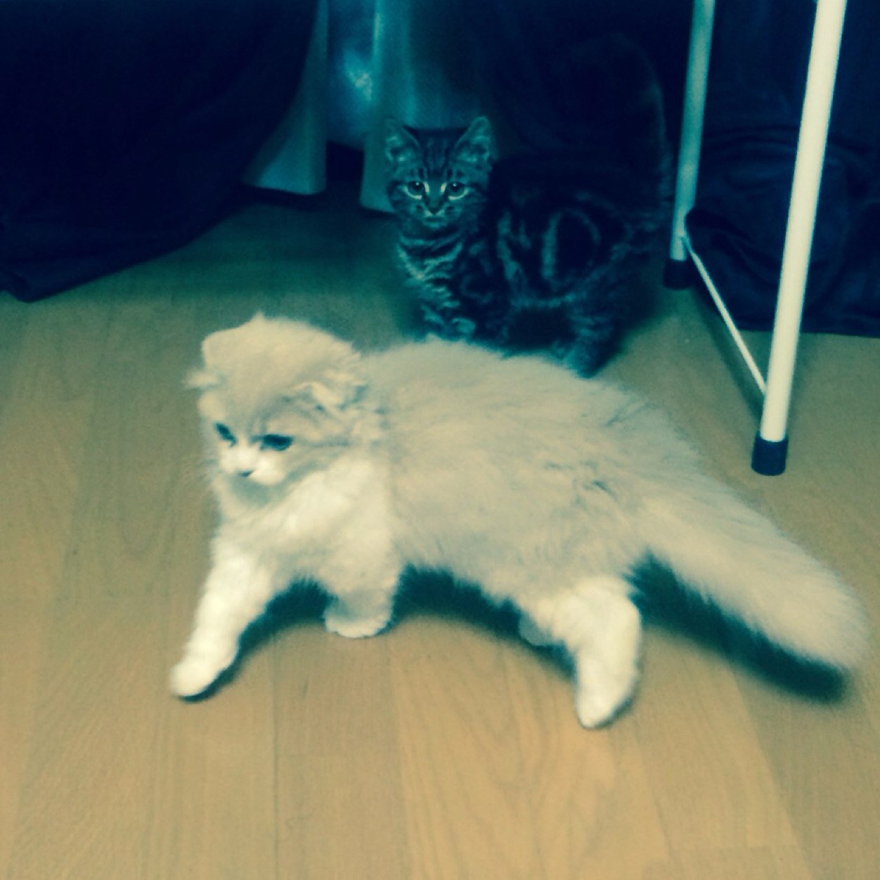 ごまむぎにゃんず！はじめての猫との暮らしで不安たくさんあるけどかわいいねこさまにつくしますぅぅう！！！