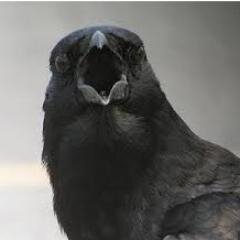 croakingman's profile picture. 