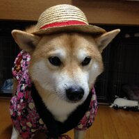 そばつゆ (@sobatuyu6618) Twitter profile photo