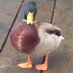 Ducks at Ilkley Lido (@dailido) Twitter profile photo
