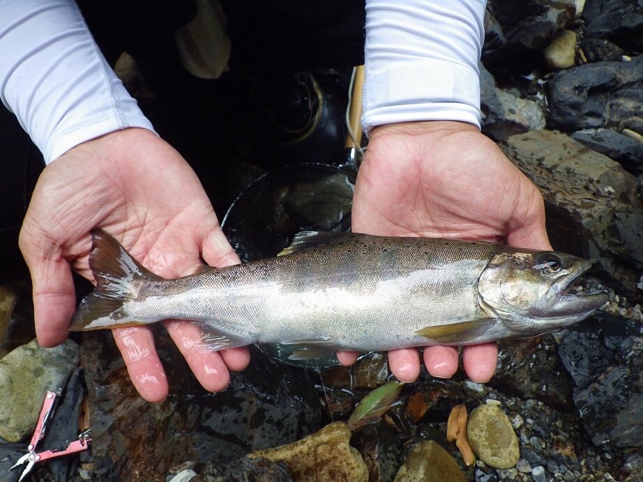 渓流中心です。秋以降は鮎、グレ釣りを少しだけやります。熱帯魚やエビ、カメなど飼っています。生き物好きです。無言フォロー失礼します。