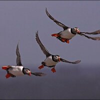 Huffin the Puffin (@puffinsburrow) 's Twitter Profile Photo Huffin the Puffin (@puffinsburrow) 's Twitter Profile Photo
