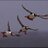 puffinsburrow's profile image