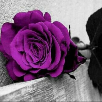 reehalrose's profile picture. : مدن السعادة تغلق ابوابها في وجه من لا يصلي …