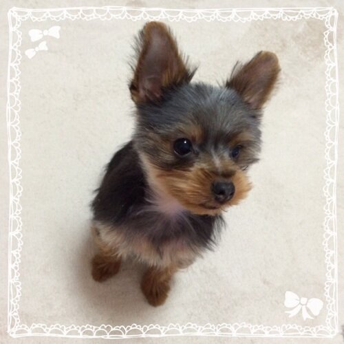 shine_yuu's profile picture. レミオロメン&藤巻亮太が大好き♡現在の最推しはLEGOカナタタケヒロ♡うさまらー&ガチボーダー🏂♡ちっちゃいヨーキー♂のママ♡無言フォロー大歓迎"σ(･д･*)♬.*ﾟLEGO BIG MORL/ONE OK ROCK/MY FIRST STORY/MWAM/BIGMAMA/coldrain/細美武士/YOASOBI