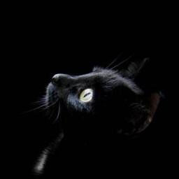 blogerblog1's profile picture. 