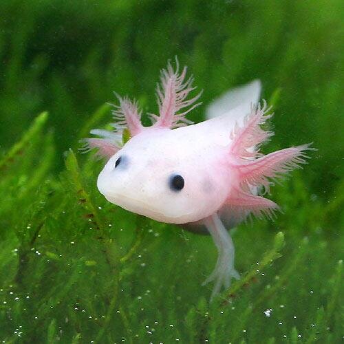 ただもの Tadamonono Twitter ただもの Tadamonono Twitter